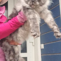 Maine Coon A Yanina