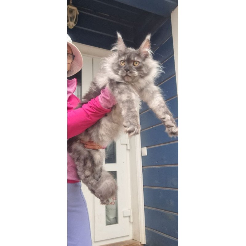 Maine Coon A Yanina