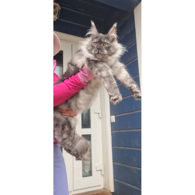 Maine Coon A Yanina