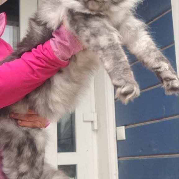 Maine Coon A Yanina