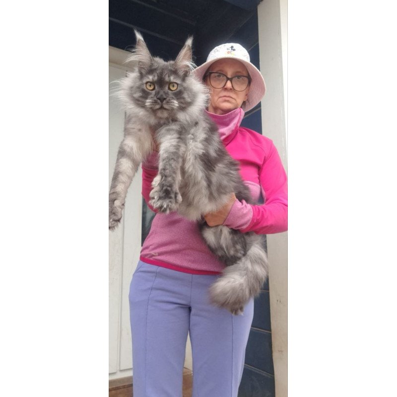 Maine Coon A Yanina