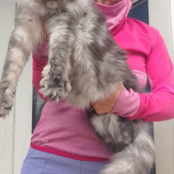 Maine Coon A Yanina