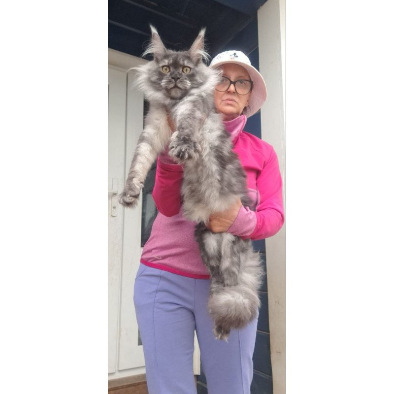 Maine Coon A Yanina