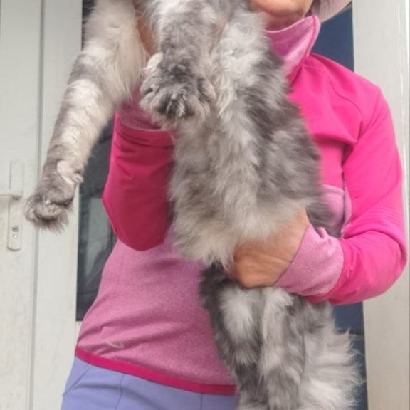 Maine Coon A Yanina