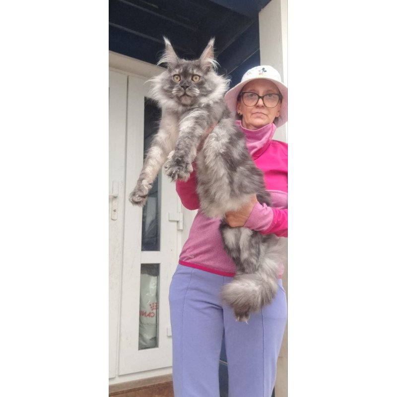 Maine Coon A Yanina
