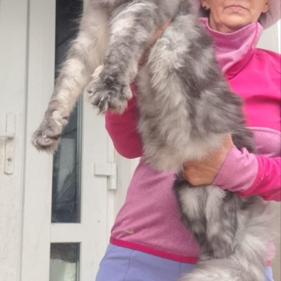 Maine Coon A Yanina