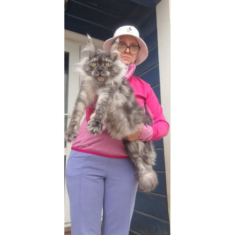 Maine Coon A Yanina