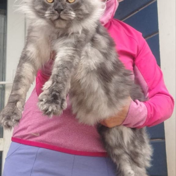 Maine Coon A Yanina