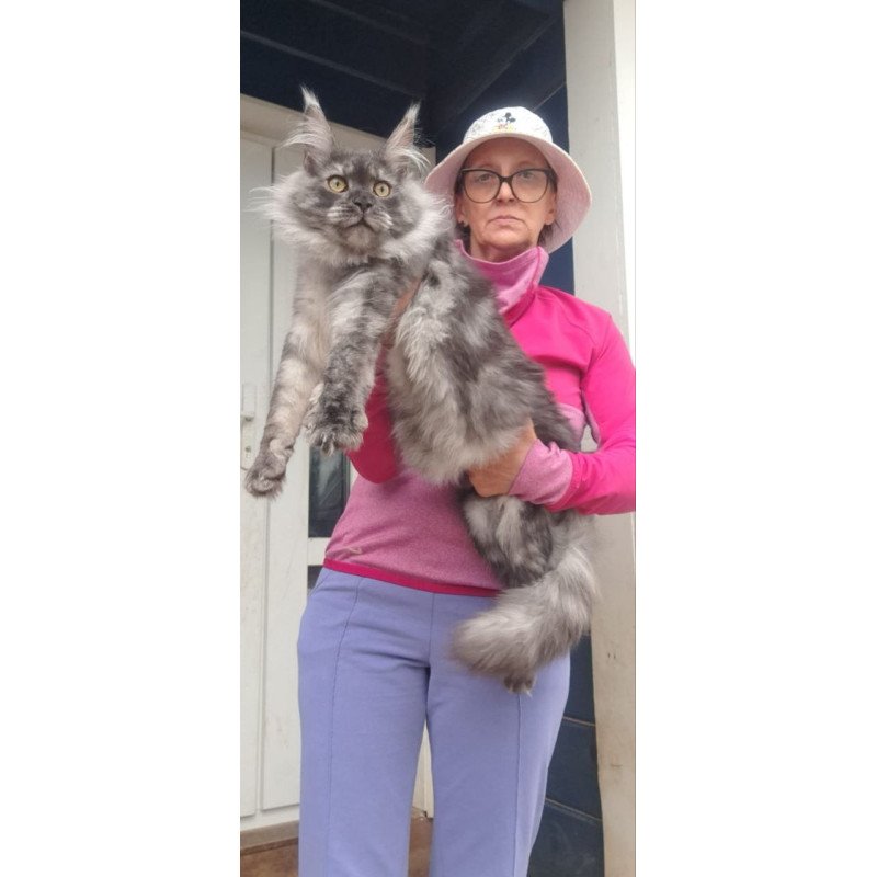Maine Coon A Yanina