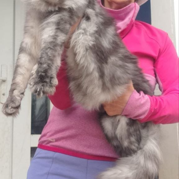 Maine Coon A Yanina
