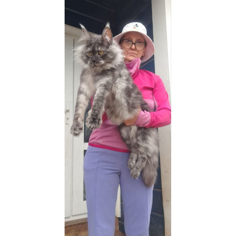 Maine Coon A Yanina
