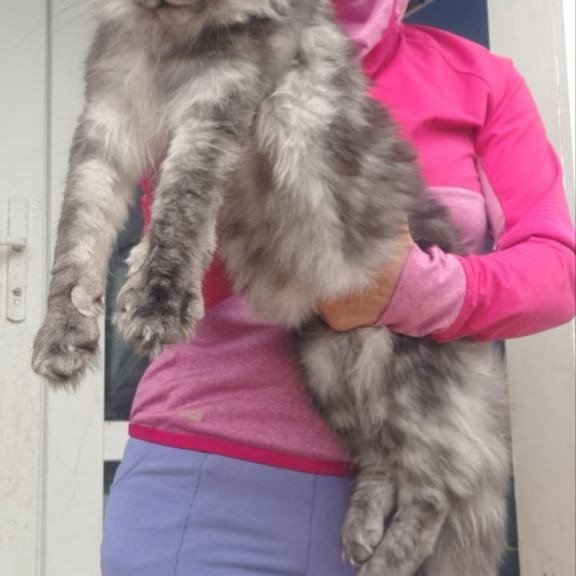Maine Coon A Yanina