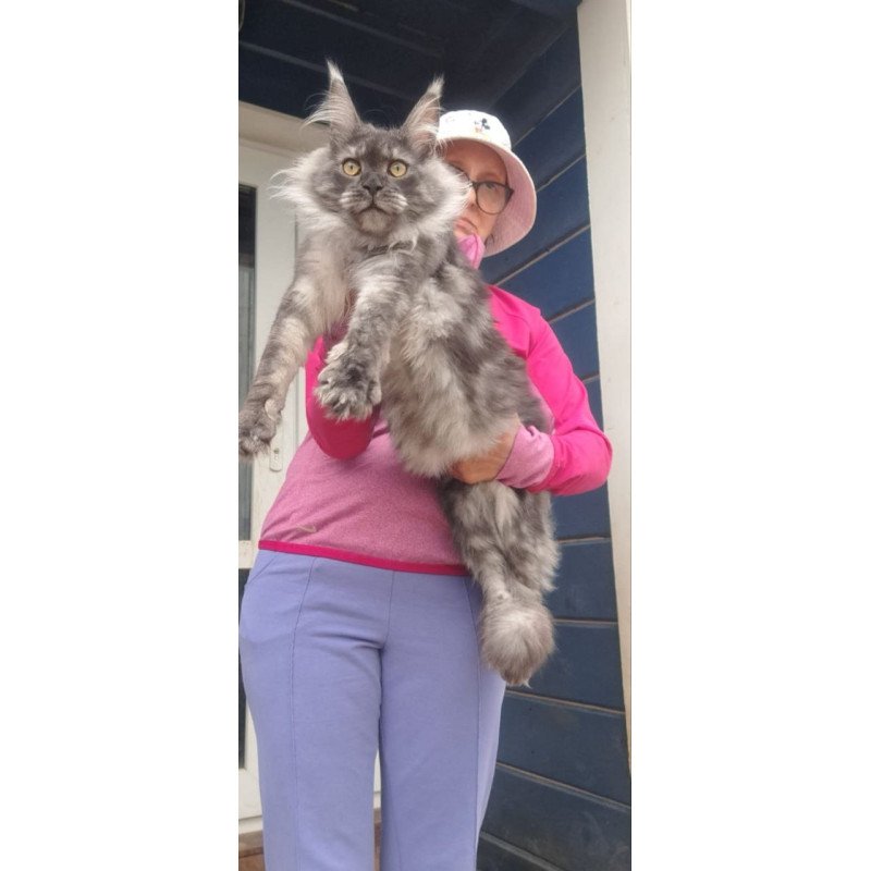Maine Coon A Yanina