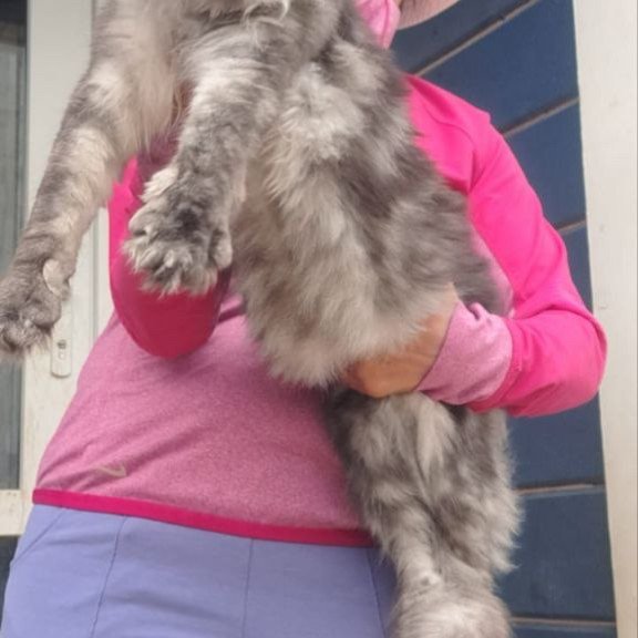 Maine Coon A Yanina