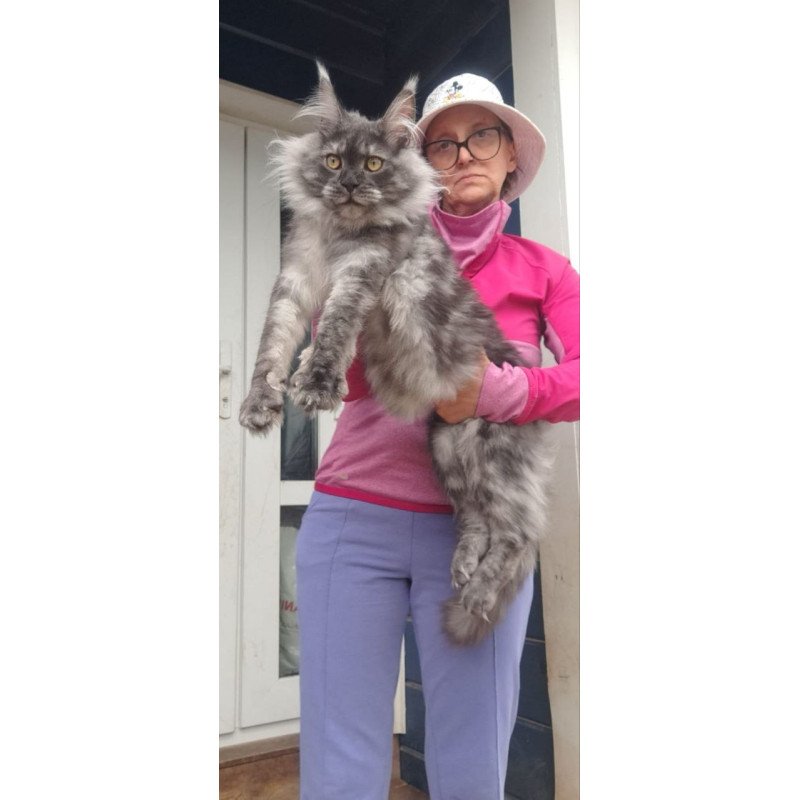 Maine Coon A Yanina