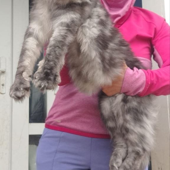Maine Coon A Yanina