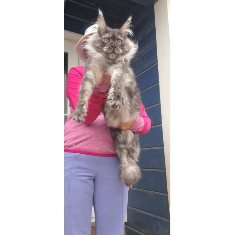 Maine Coon A Yanina