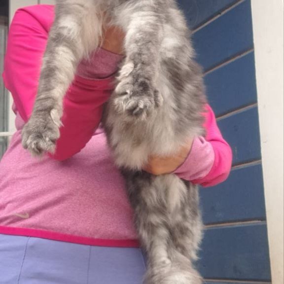 Maine Coon A Yanina
