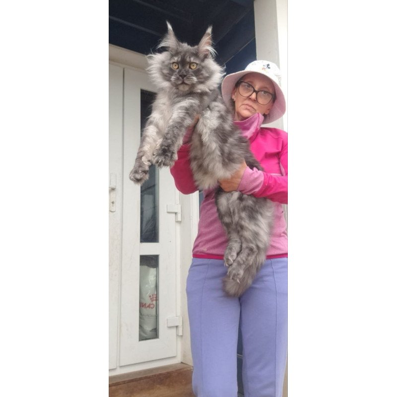 Maine Coon A Yanina