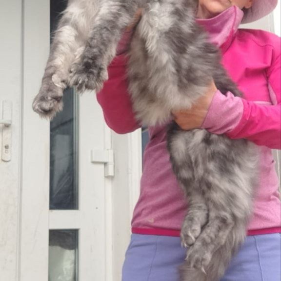 Maine Coon A Yanina