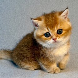 Munchkin Lumiq