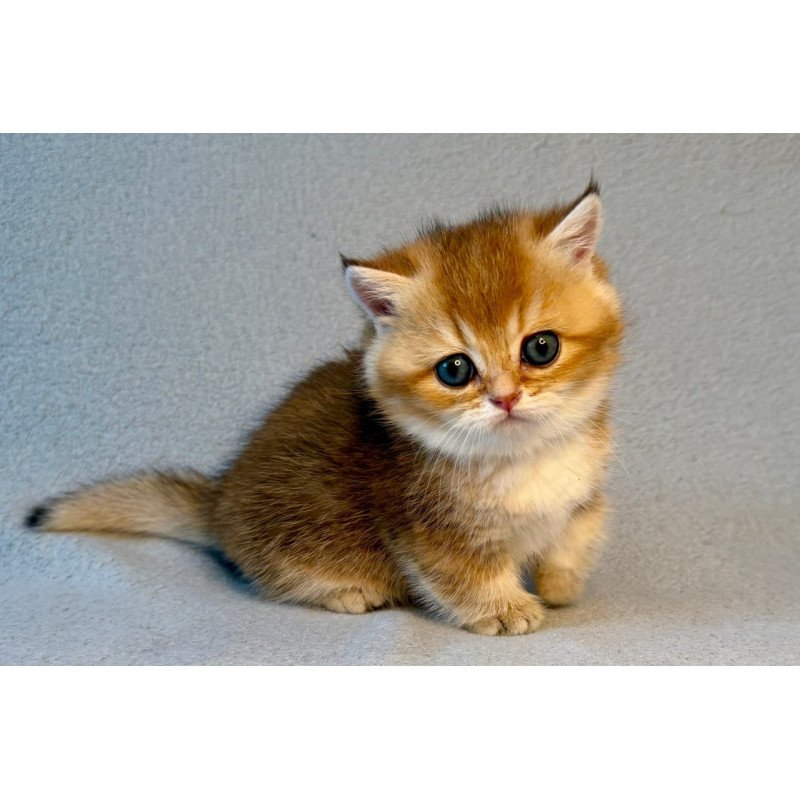 Munchkin Lumiq