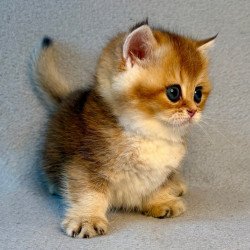 Munchkin Lumiq