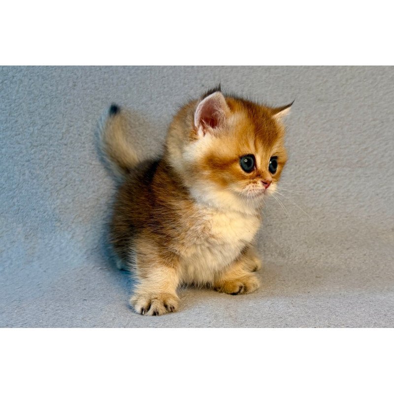Munchkin Lumiq