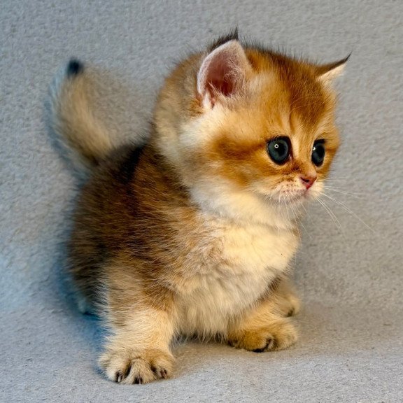 Munchkin Lumiq