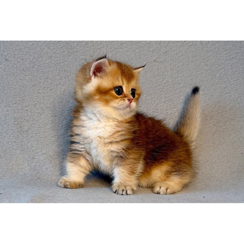 Munchkin Lumiq