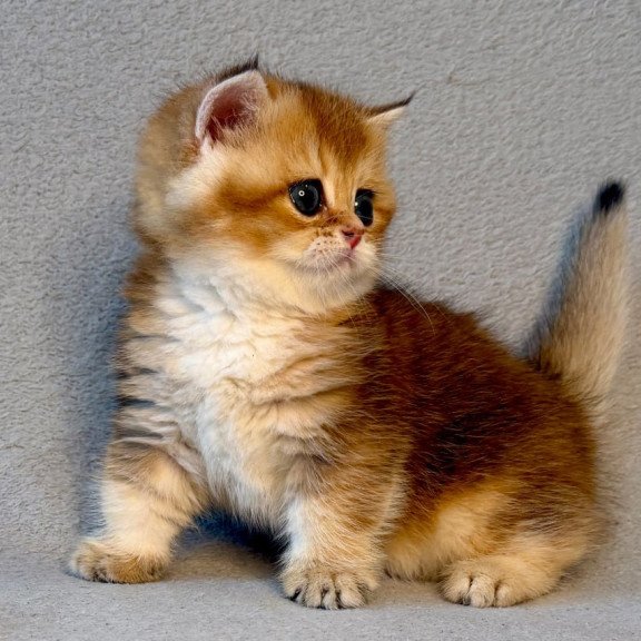 Munchkin Lumiq