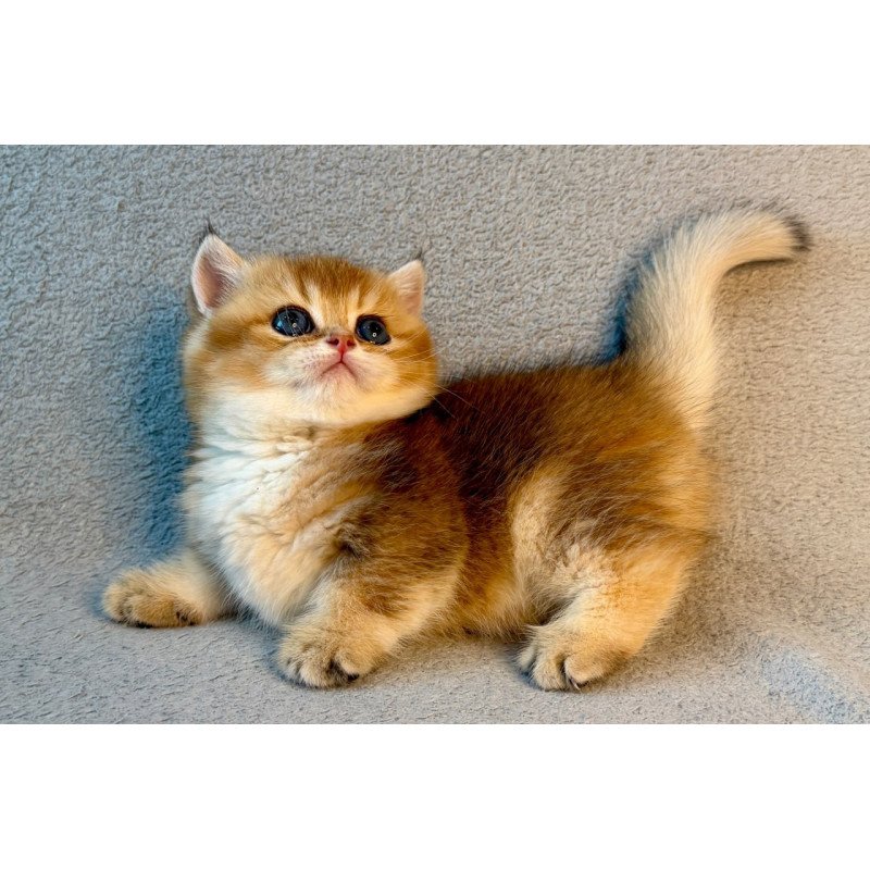 Munchkin Lumiq