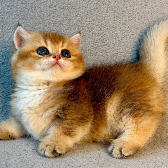 Munchkin Lumiq