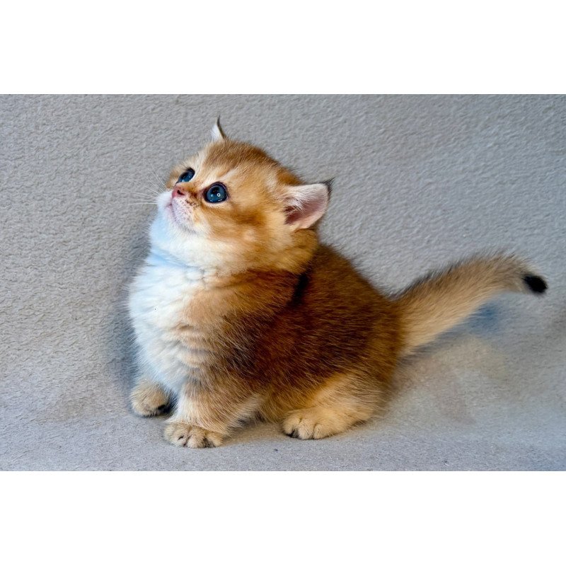 Munchkin Lumiq