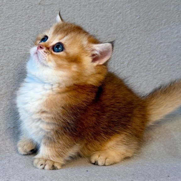 Munchkin Lumiq