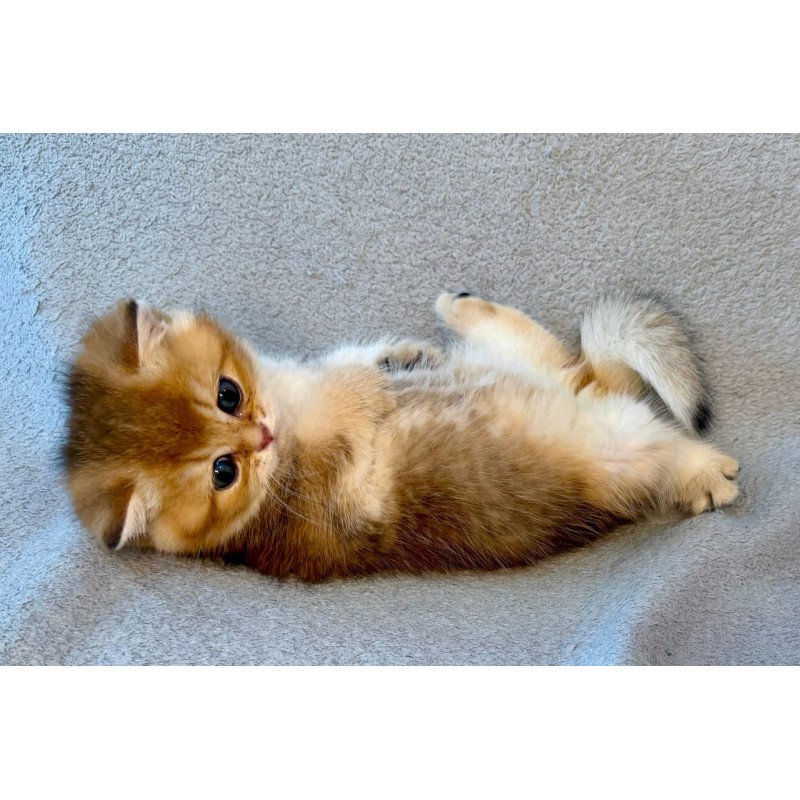 Munchkin Lumiq