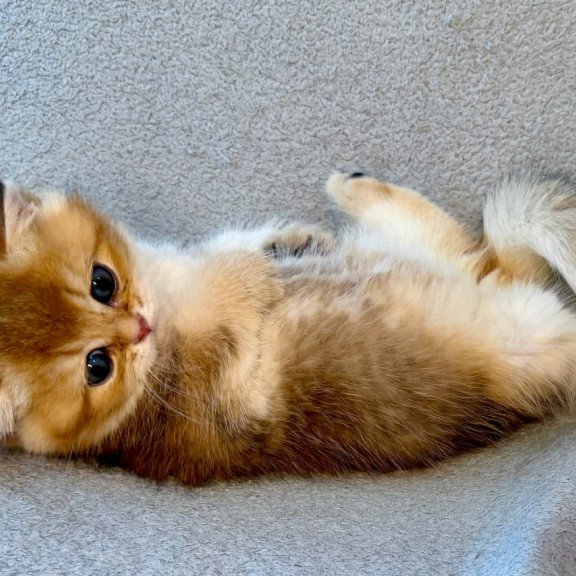 Munchkin Lumiq