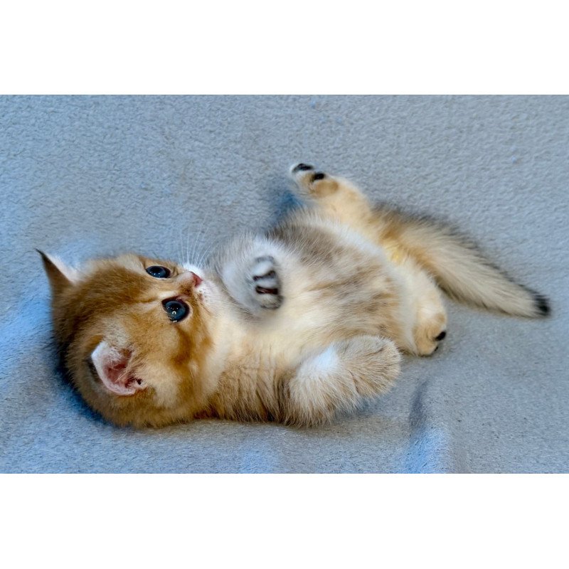 Munchkin Lumiq