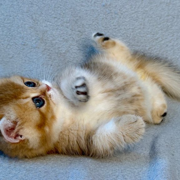 Munchkin Lumiq
