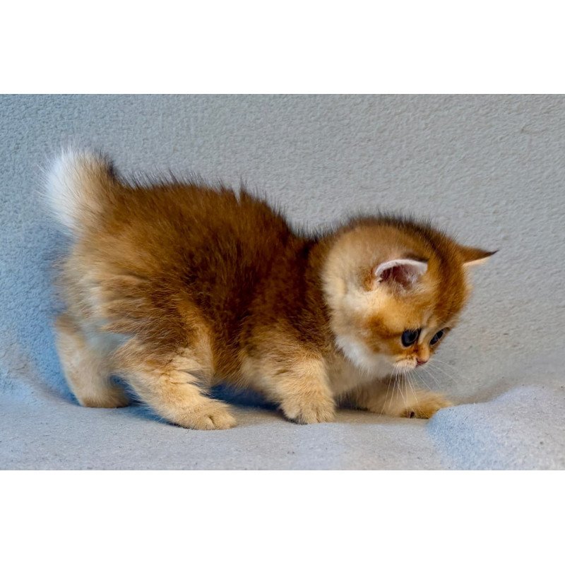 Munchkin Lumiq