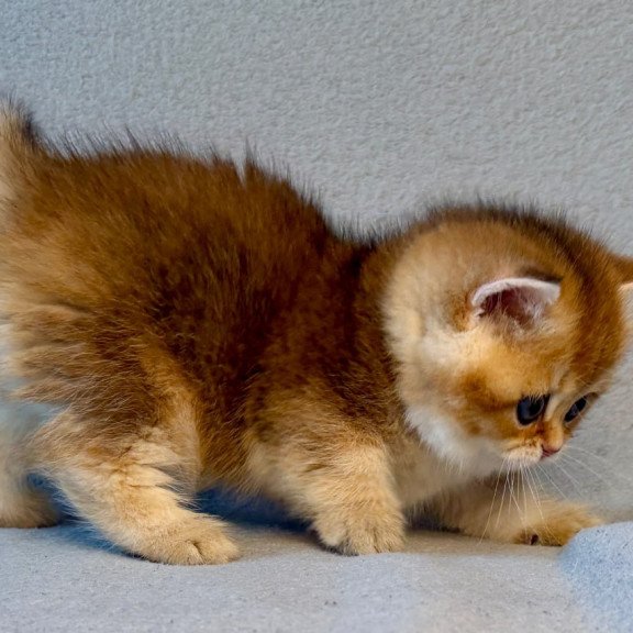 Munchkin Lumiq