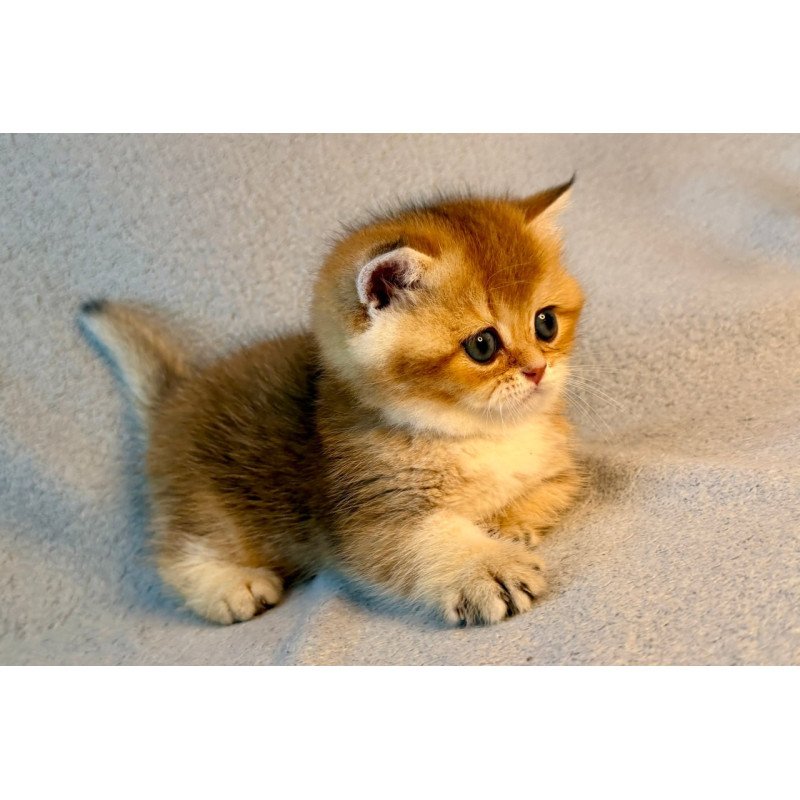 Munchkin Lumiq