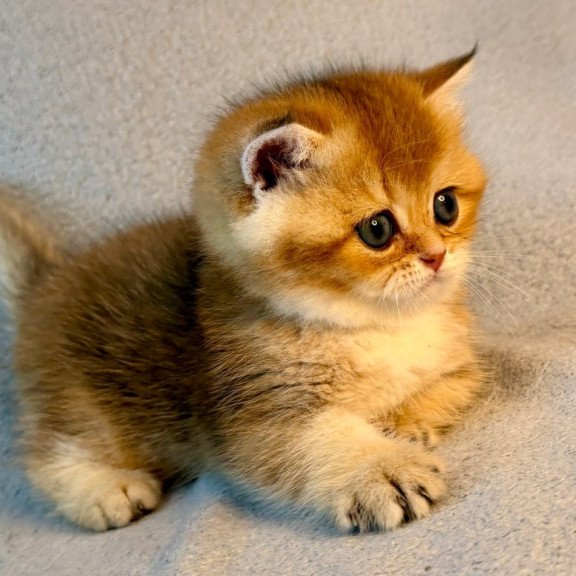 Munchkin Lumiq