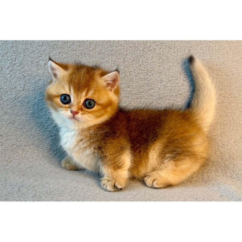 Munchkin Lumiq