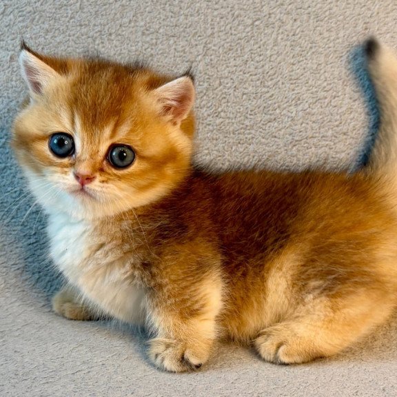 Munchkin Lumiq
