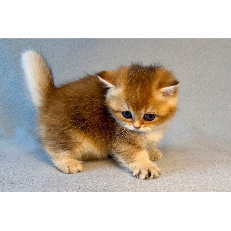 Munchkin Lumiq
