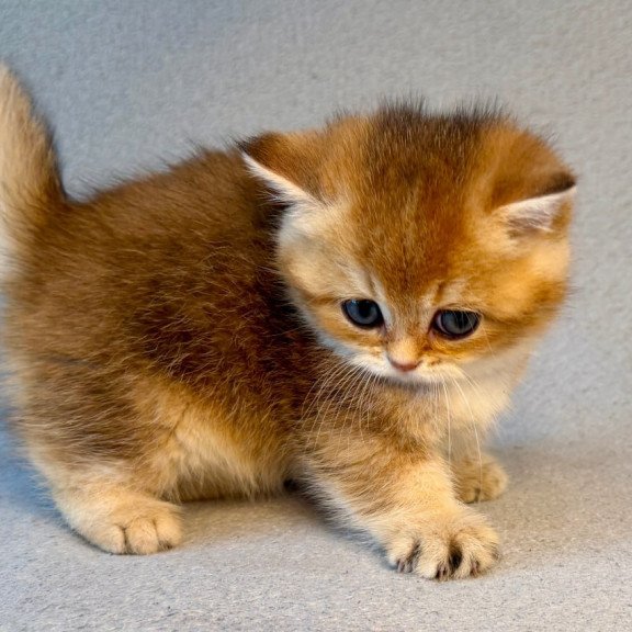 Munchkin Lumiq