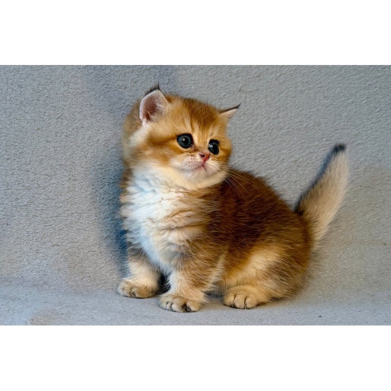 Munchkin Lumiq