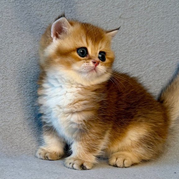 Munchkin Lumiq