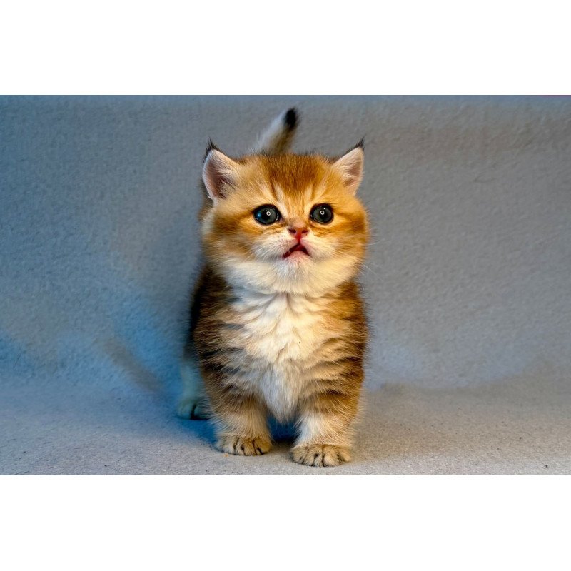 Munchkin Lumiq